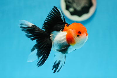 AAA Grade Tricolor Oranda Male 4.5 inches #0901OR_12