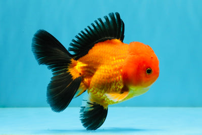 Apache Oranda Male 4.5 inches #032726OR_10