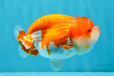 A Grade Red White LionQueen 4-4.5 inches #032726LC_14