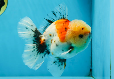 AAA Grade Godzilla Pepper Calico Oranda Male 5-5.5 inches #053025OR_27