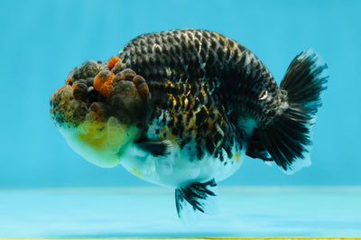 A Grade High Back Blue Kirin LionQueen 3.5-4 inches #050925LC_07