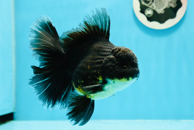 Mâle Oranda thaïlandais à queue de rose Kirin de grade AAA de 5 pouces #1208OR_03