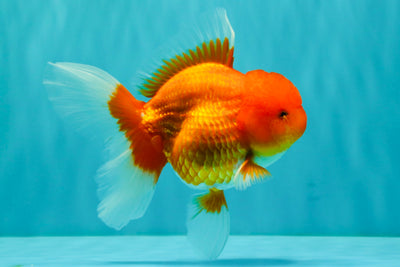 A Grade Red Oranda Male 5.5 inches #070326OR_21