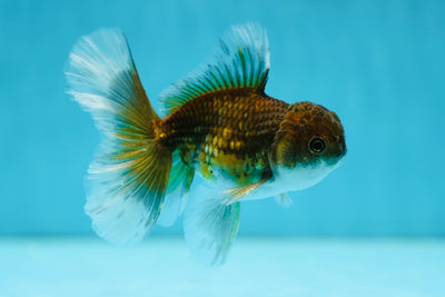 Kirin Oranda mâle de qualité A 3,5 pouces #0804OR_22