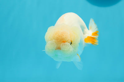 New ✨ A Grade Harry Red White LionQueen 4-4.5 inches #0419LC_10