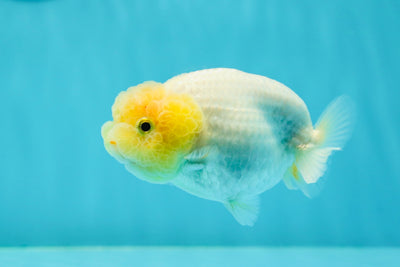 👶 Baby Lemonhead Snow White Lionchu Female 3.5 inches #0216LC_17