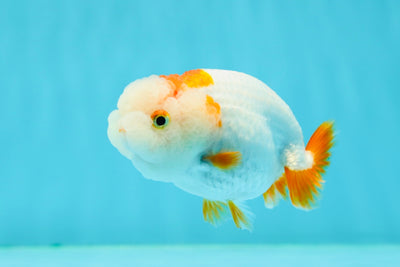 🐣 Super Cute Baby Red White Lionchu Female 3.5 inches #0223LC_08