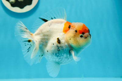 Mâle Sakura Yuanbao tricolore de catégorie A, 4,5 pouces #121523YB_06