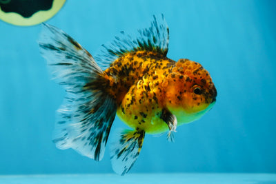 A Grade Pepper Tiger Oranda Male4.5 inches #021425OR_13