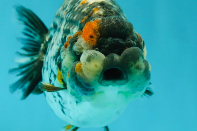 AAA Grade Special Metallic LionQueen 4.5 inches #0315LC_09