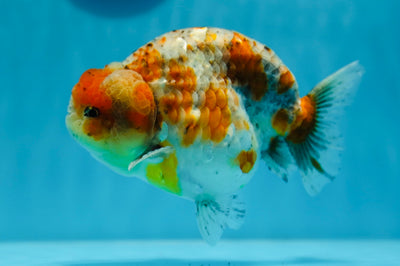 AAA Grade Calico Kirin Ranchu Female 5.5 inches #0929RC_12