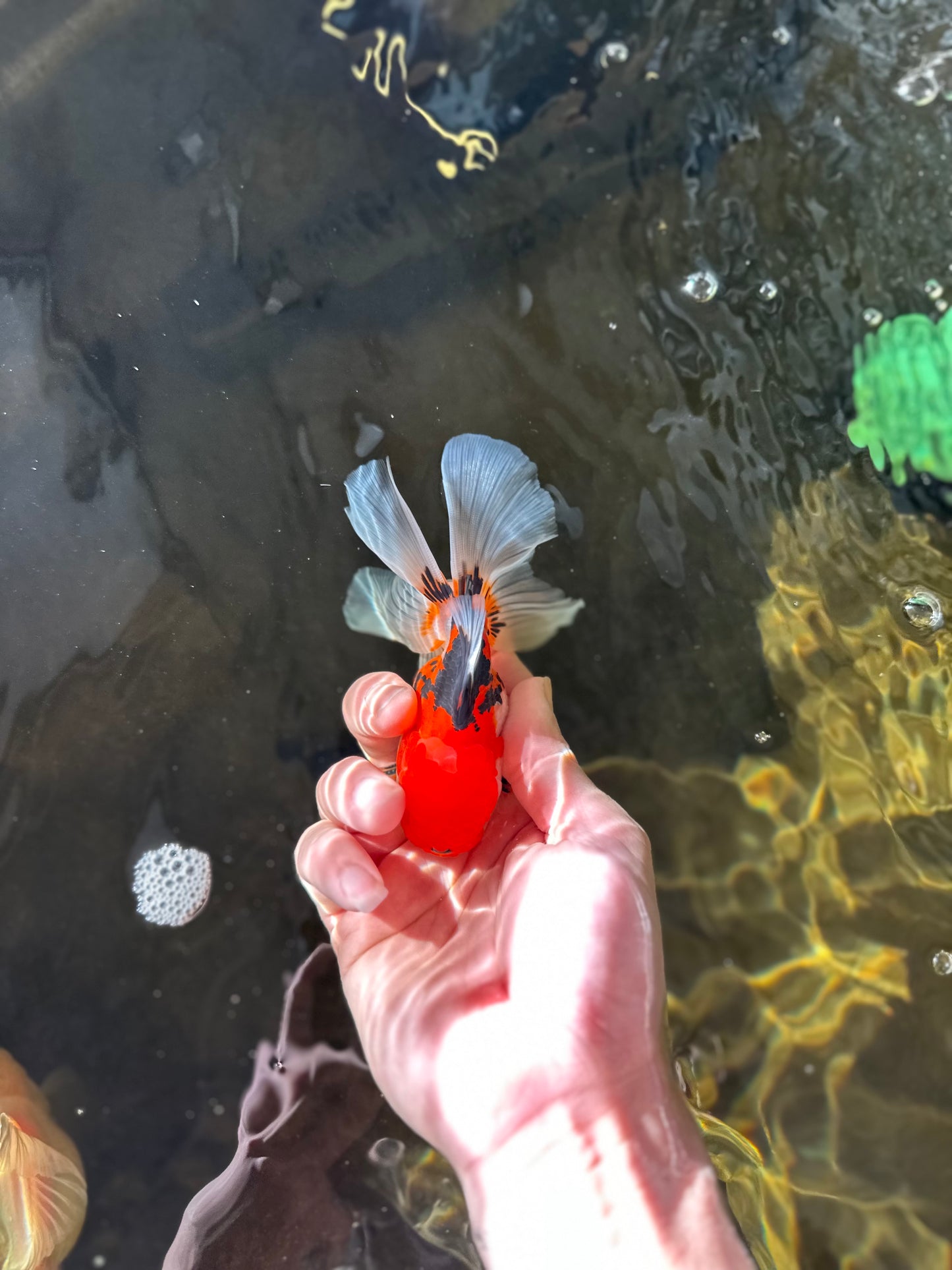 A Grade TOMATO Face Tricolor Oranda Male 4-4.5 inches #022825OR_09