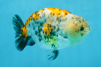 A Grade Tricolor Tiger LionKing 4.5-5 inches #112125LC_02