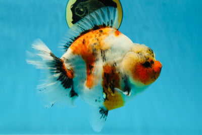 AAA Grade Big Body Godzilla Ink Calico Yuanbao Female 6 inches #051625YB_12