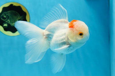 A Grade Stocky Fluffy Wen Orange White Oranda Male 4.5-5 inches #022825OR_06