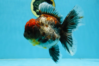 A Grade Kirin Oranda Female 6 inches #110725OR_03