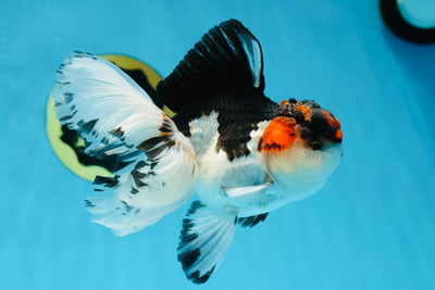 A Grade Lava Head Oranda Male 5 inches #021425OR_18