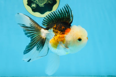 Tricolor Oranda Male 5 inches #091925OR_05