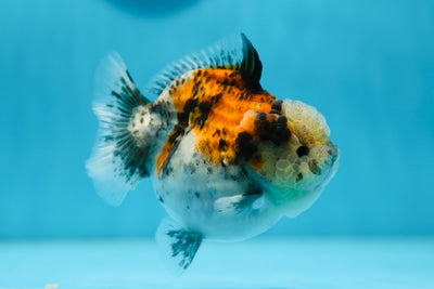 Femelle Yuanbao Calico de catégorie A 4 pouces #0811YB_09