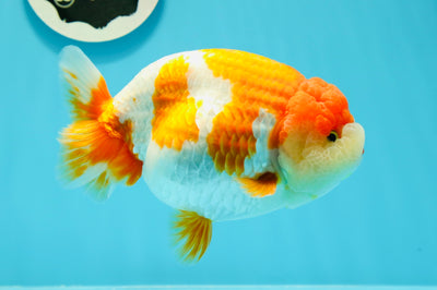 AAA Grade Lucky LionKing 5.5-6 inches #0517LC_19