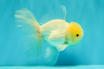 A Grade White Oranda Male 5-5.5 inches #081426OR_12