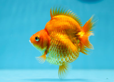 AAA Grade Red Humphy Ryukin Female 3.5-4 inches #0929RK_07