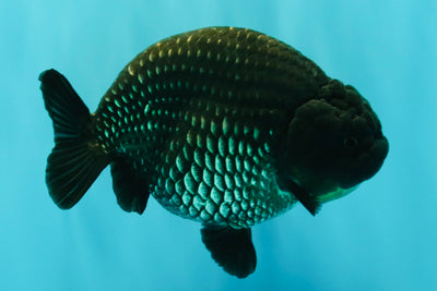 UNIQUE AAA Grade Strong Body Structure Platinum Blue Ranchu Female 4.5-5 inches #061926RC_09