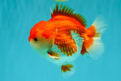 SPECIAL AAA Grade Red White Yuanbao Male 5-5.5 inches #050826YB_09
