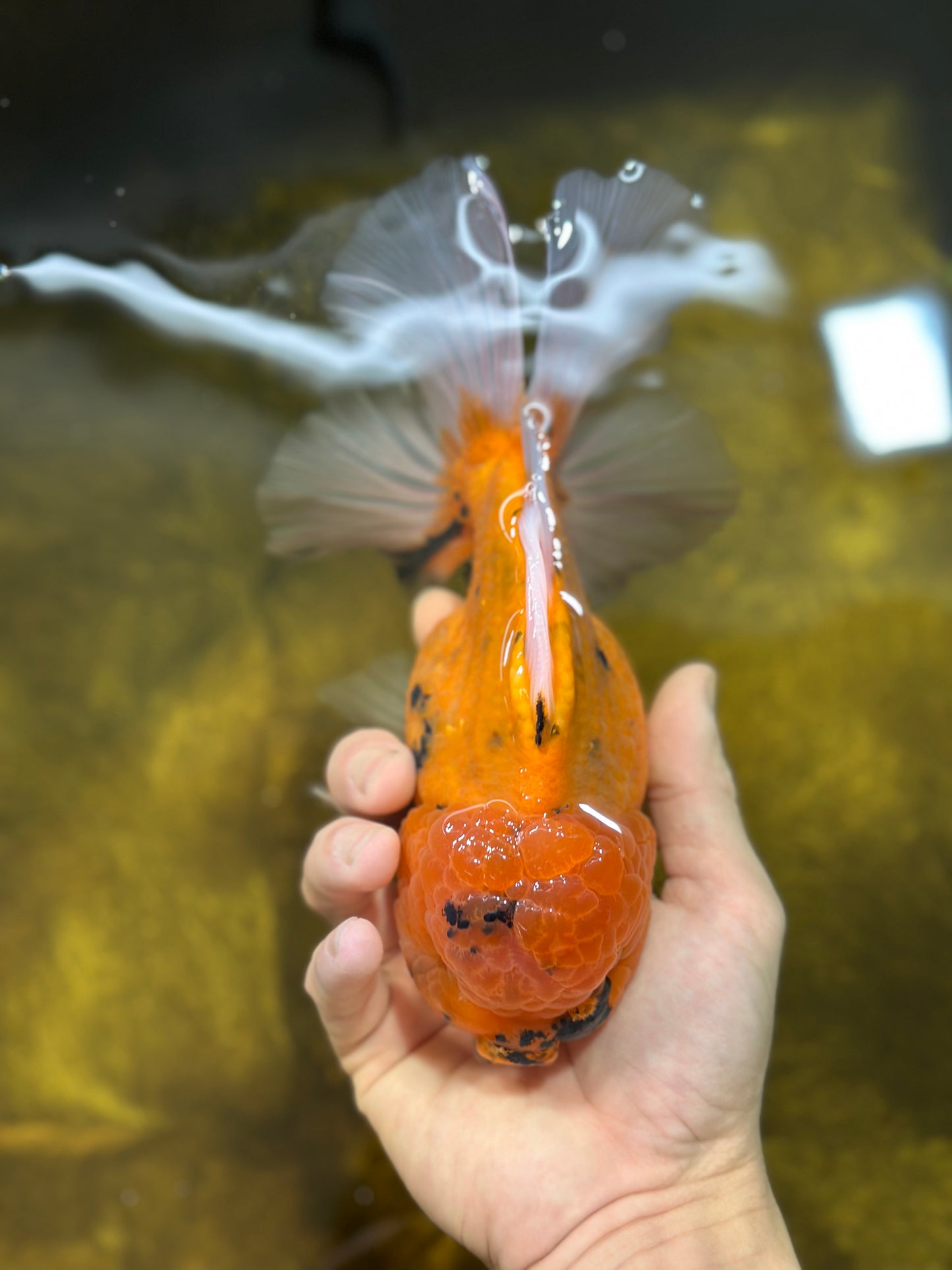 A Grade Tiger Flash Oranda Male 7 inches #020725OR_04