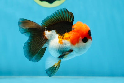 A Grade Lava Bulldog Tricolor Oranda Male 3.5-4 inches #022825OR_07