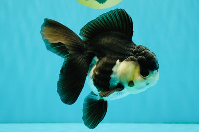 UNIQUE Panda Oranda Female 5-5.5 inches #041726OR_09