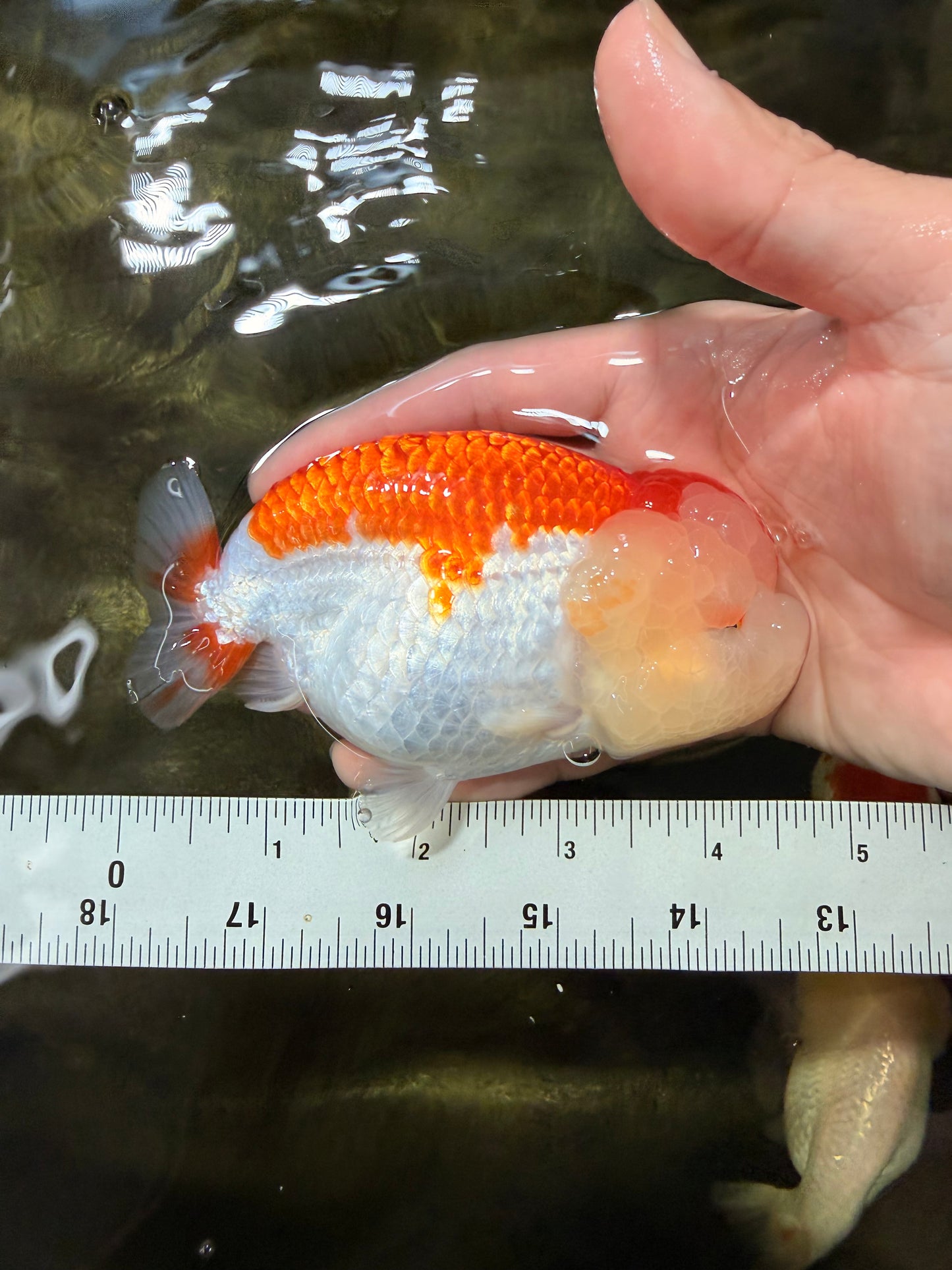 FLUFFY WEN AAA Grade Red White LionQueen 4.5 inches #050126LC_19