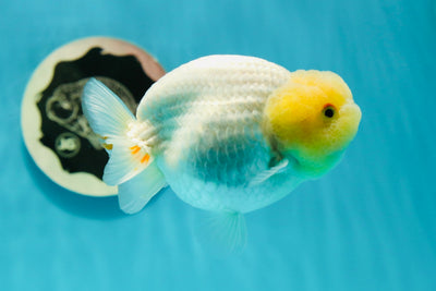 Lemonhead Lionchu Male 4 inches #0329LC_11