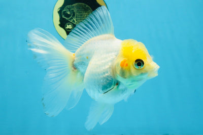 White Oranda Female 5.5 inches #111425OR_14
