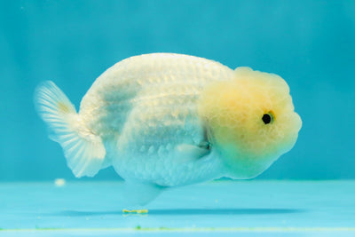 🐣 Baby Lemonhead Lionchu Female 3.5 inches #0322LC_04