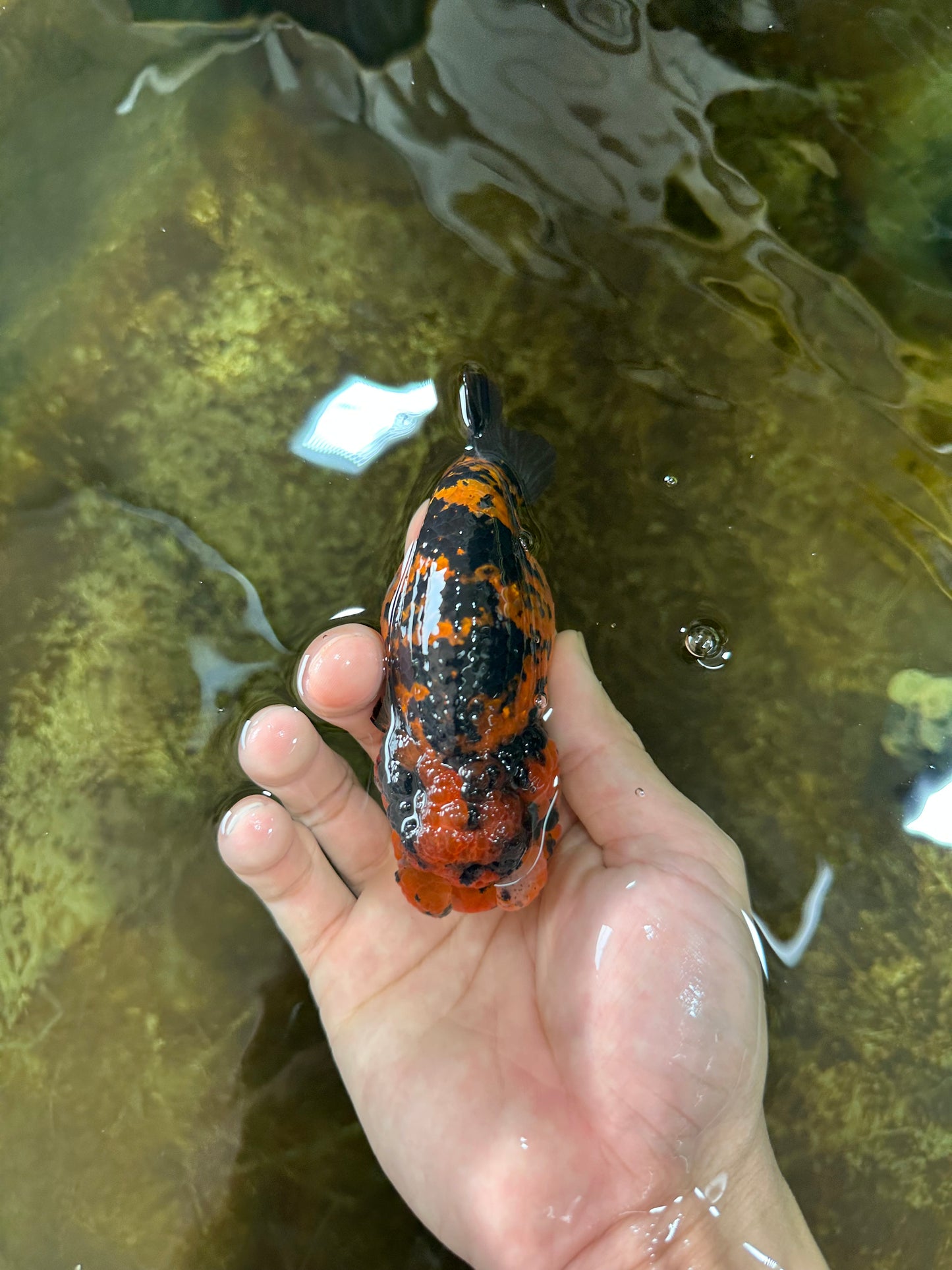 A Grade Tiger LionQueen 4-4.5 inches #080125LC_17