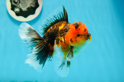 Kirin Tiger Oranda mâle de qualité AAA 4,5 pouces #1124OR_15