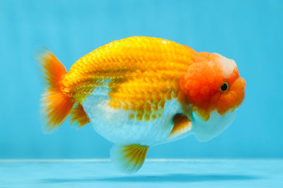 A Grade Big Wen Jade Head Red White LionKing 4.5 inches #021425LC_03