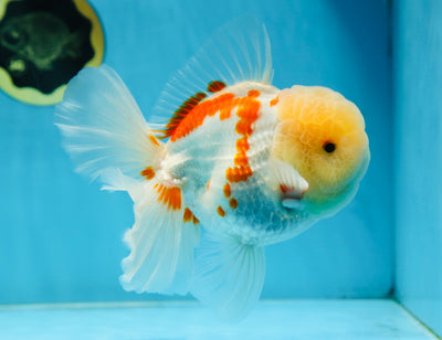AAA Grade SUNNY Red White Oranda Male 6 inches #082925OR_12