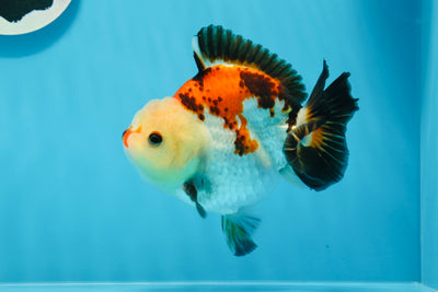 Yuanbao macho de ojos de botón tricolores de grado AAA de 5 pulgadas n.º 0719YB_19