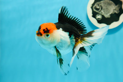 Femelle Oranda tricolore vive de catégorie A 4,5 à 5 pouces #122223OR_10