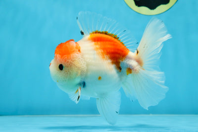 AAA Grade PUPPY Sakura Oranda Male 5 inches #062025OR_14