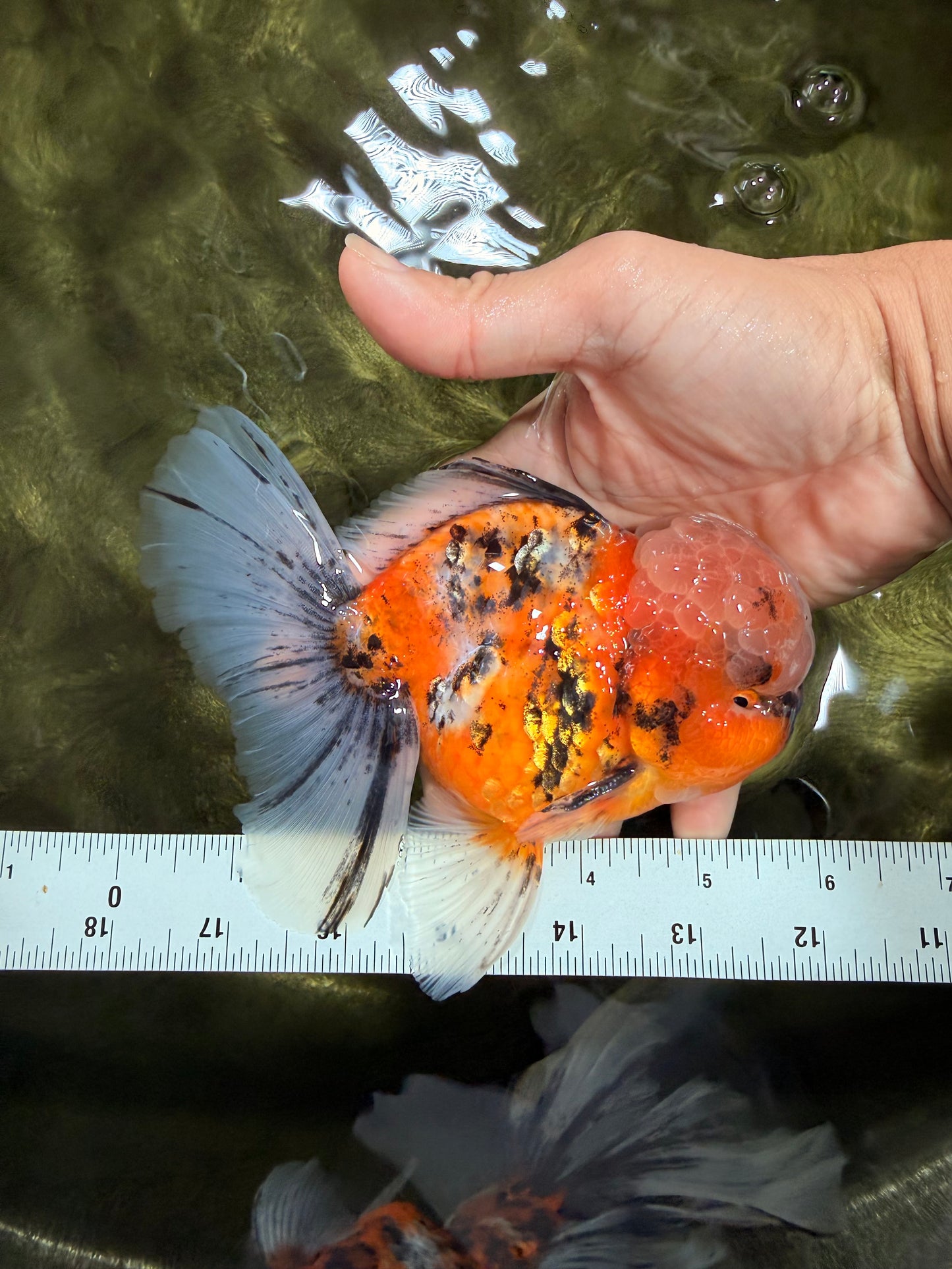 A Grade Tiger Oranda Male 5.5-6 inches #081426OR_04