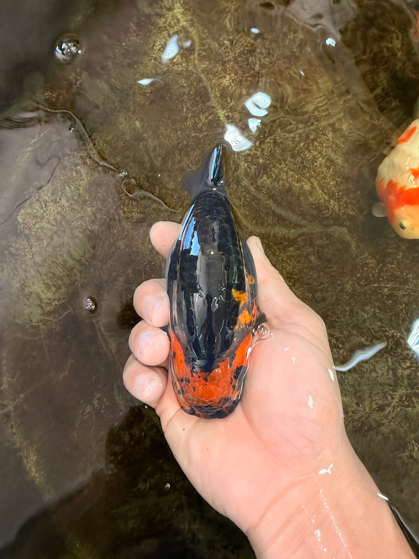 Tiger Chinese Ranchu Female 4.5-5 inches #101025RC_13