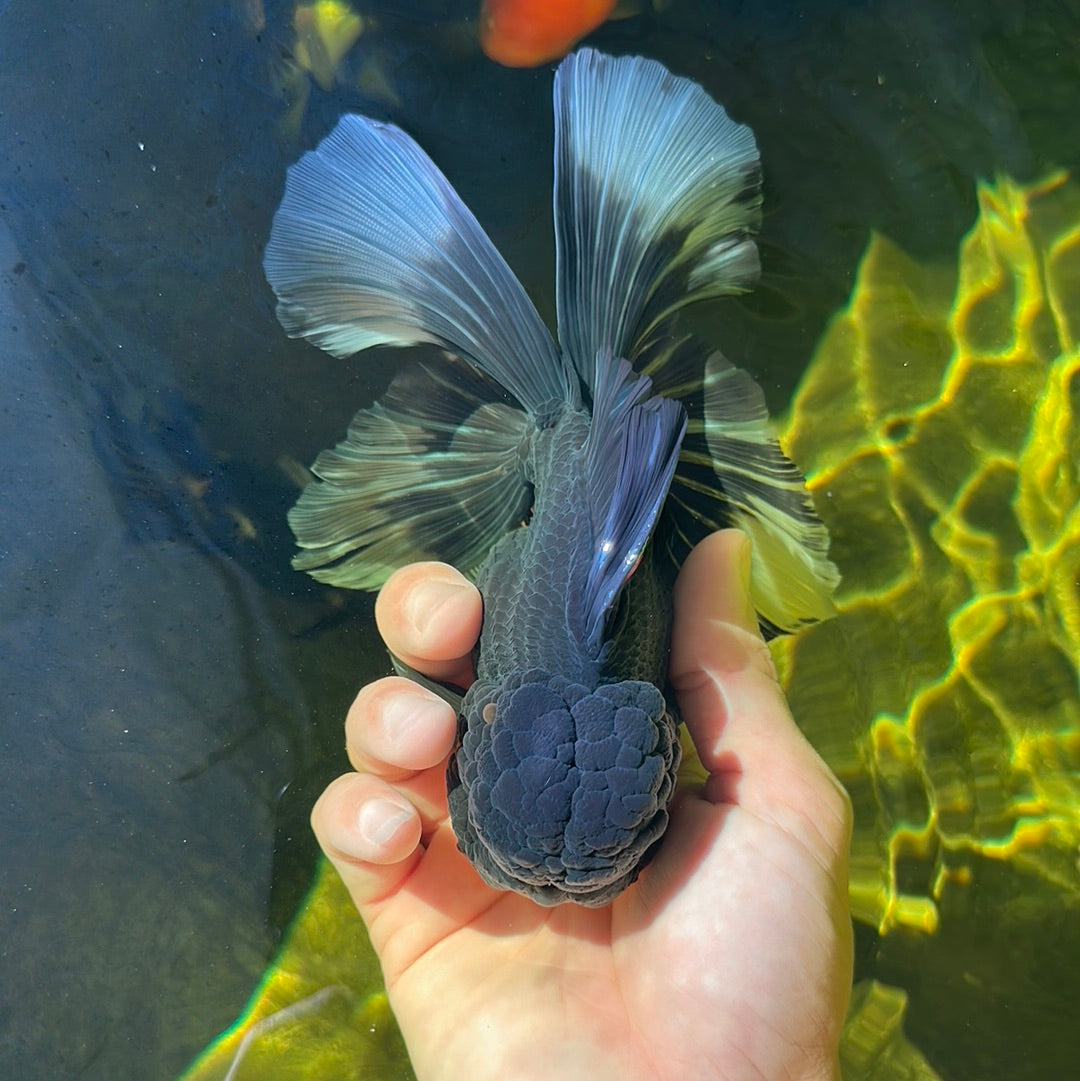AAA Grade Tricolor Oranda Male 5.5-6 inches #0908OR_05