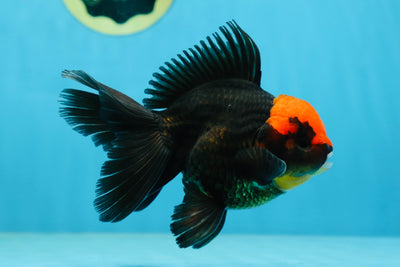 A Grade UNIQUE Red Head Oranda Male 5 inches #080125OR_29
