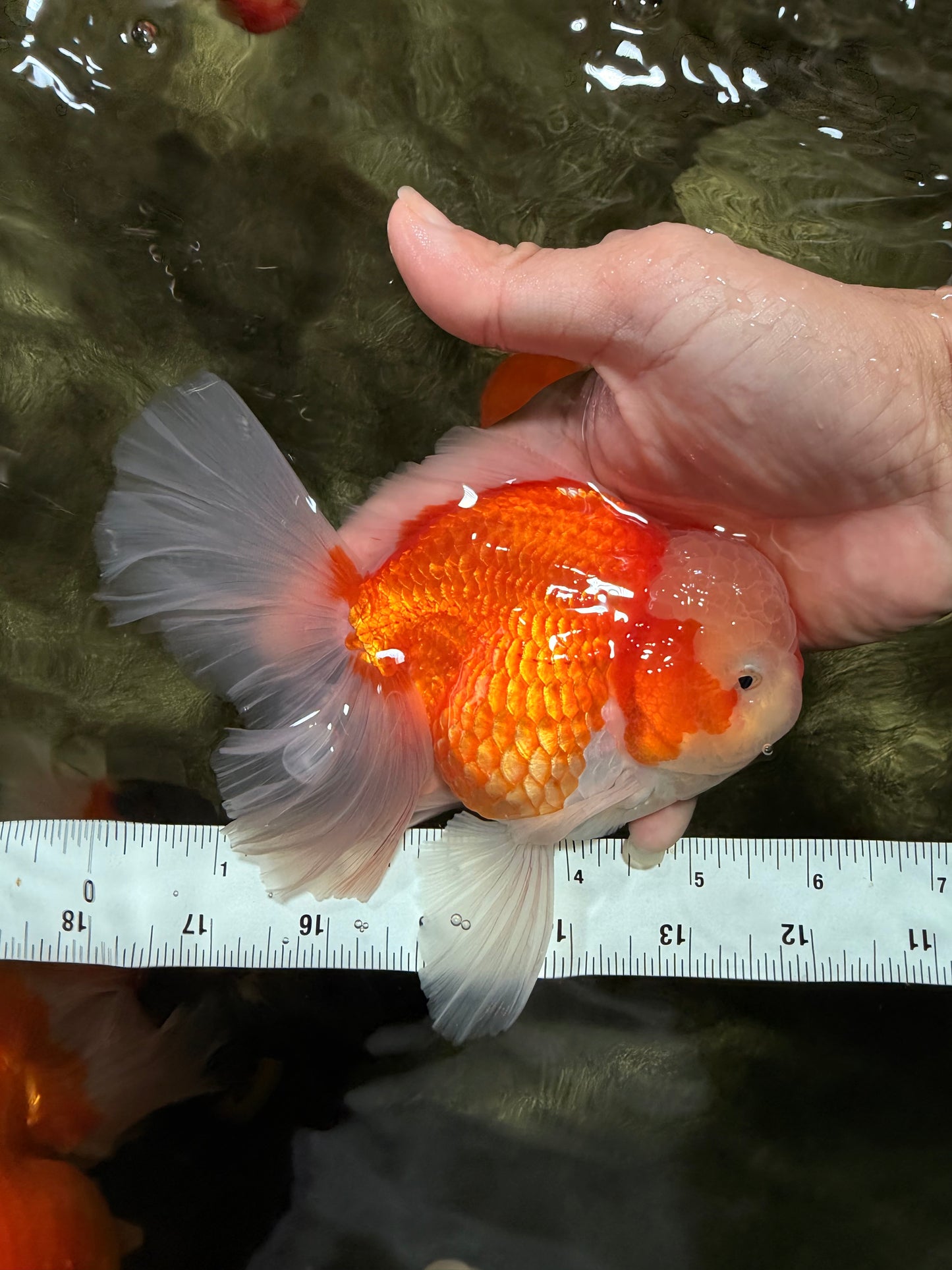 CHONKY A Grade Red White Oranda Male 6 inches #081426OR_06