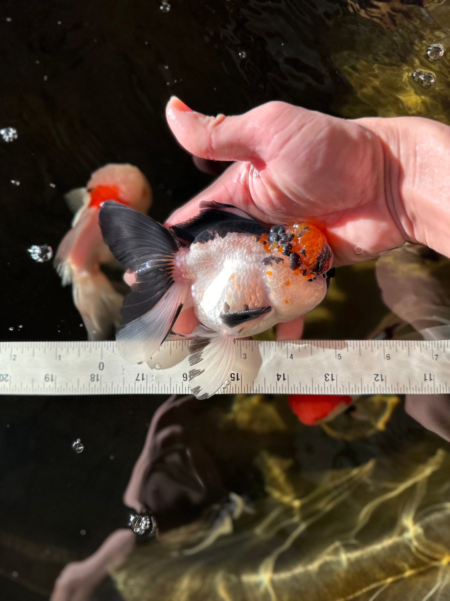 UNIQUE A Grade Super Stocky Tricolor Oranda Male 4.5-5 inches #022825OR_14
