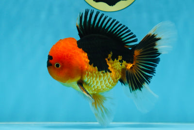 A Grade Super Mario Apache Oranda Male 5-5.5 inches #081525OR_23