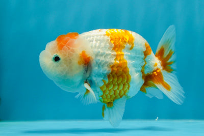 A Grade Sakura LionQueen 3.5-4 inches #1027LC_24